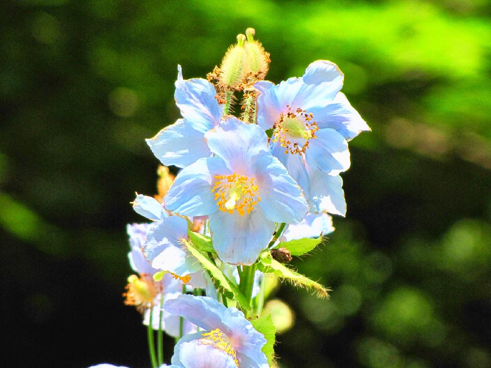 ヒマラヤの青いケシの投稿画像 By Pt Yamahiroさん 花まっぷと六甲高山植物園と山野草と青色の花と公園とフラワーとgs映えとgs日和と植中毒と 花言葉とお花畑 と花好きと花のある暮らしとお花とお花好きと高山植物類 18月6月8日 Greensnap グリーンスナップ
