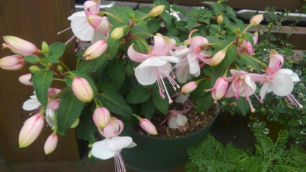 フクシア プーニーの投稿画像 By Miyabinさん フクシアと寒冷地と復活 18月6月8日 Greensnap グリーンスナップ