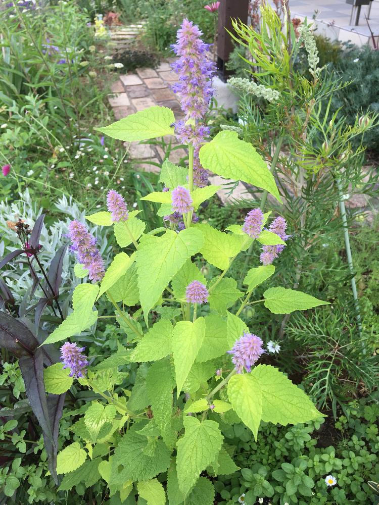 アガスターシェ ゴールデンジュビリーの投稿画像 By ケーすけさん 18月6月8日 Greensnap グリーンスナップ