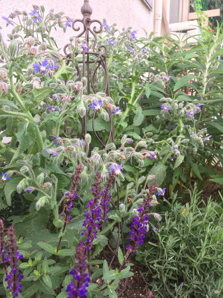 サルビアレウカンサ の投稿画像 By まあさん ボリジの花と小さな花壇と植中毒とアメジストセージ とハーブと花のある暮らしとラベンダー 18月6月8日 Greensnap グリーンスナップ
