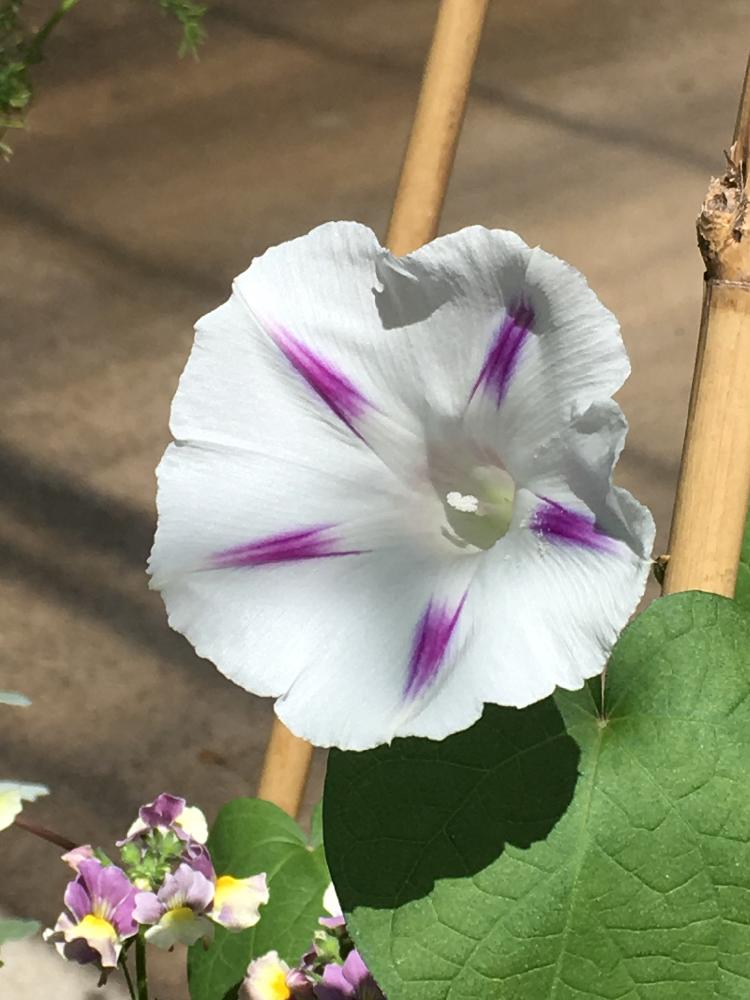 西洋アサガオの投稿画像 By ノンビリーナさん 西洋アサガオ ミルキーウェイとサツマイモ属と癒しとヒルガオ科とこぼれ種組と花のある暮らしとノンビリ 18月6月8日 Greensnap グリーンスナップ