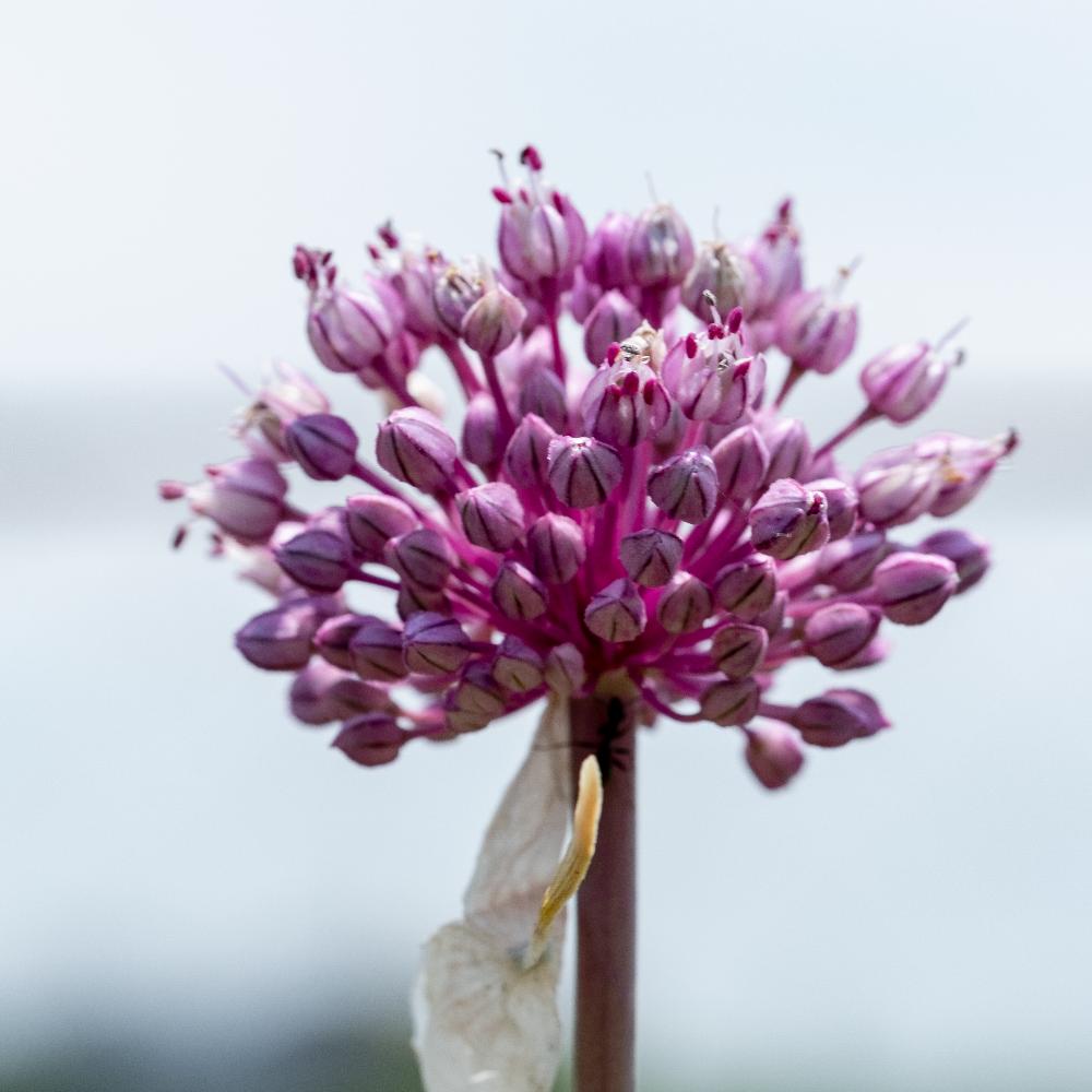 ジャンボニンニクの投稿画像 By ピッチさん 18月6月8日 Greensnap グリーンスナップ