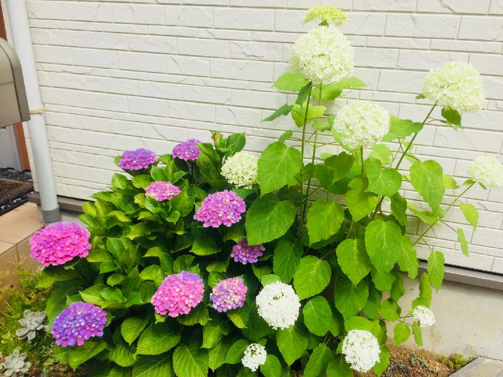 嬉しいの投稿画像 By Tmcさん 癒しと花壇と小さな花壇と紫陽花 アジサイ あじさいと今日の一枚とアナベル 紫陽花と成長しました とかわいいと あじさい18 コンテスト 18月6月8日 Greensnap グリーンスナップ