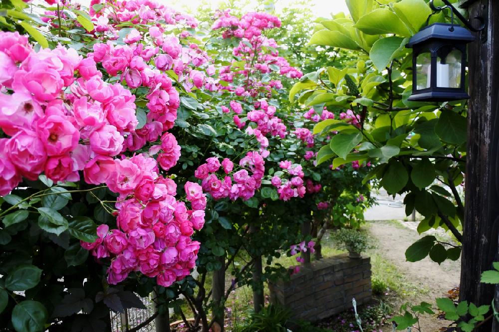 アンジェラの小道 ﾟ ﾟ ﾉ Greensnap グリーンスナップ