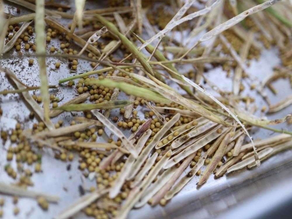 からし菜の種から 粒々マスタード手作り Greensnap グリーンスナップ