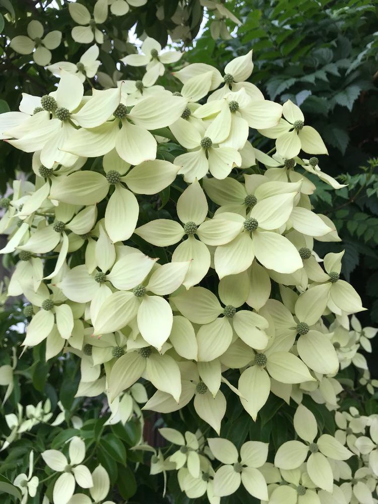 ヤマボウシの投稿画像 By Mokoさん 裏庭と癒しと庭木の花とgs映えとgs日和と梅雨と庭木と花のある暮らしと白色の花 18月6月8日 Greensnap グリーンスナップ