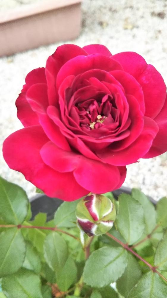 薔薇 の投稿画像 By うさぎyyさん モナリザの微笑みとスーリール ドゥ モナリザと花のある暮らし 18月6月9日 Greensnap グリーンスナップ 薔薇 の投稿画像 By うさぎyyさん モナリザの微笑みとスーリール ドゥ モナリザと花のある暮らし 18月6月9日 Greensnap グリーンスナップ