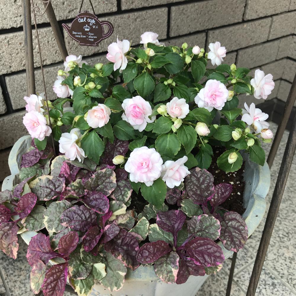 ピンクの花の投稿画像 By のどかさん 八重咲きインパチェンス と寄せ植えと アジュガと花のある暮らし 18月6月9日 Greensnap グリーンスナップ