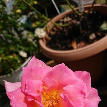 ティファニー薔薇の画像 by なぁさんさん | 小さな庭と花のある暮らしとGS映えとティファニー薔薇