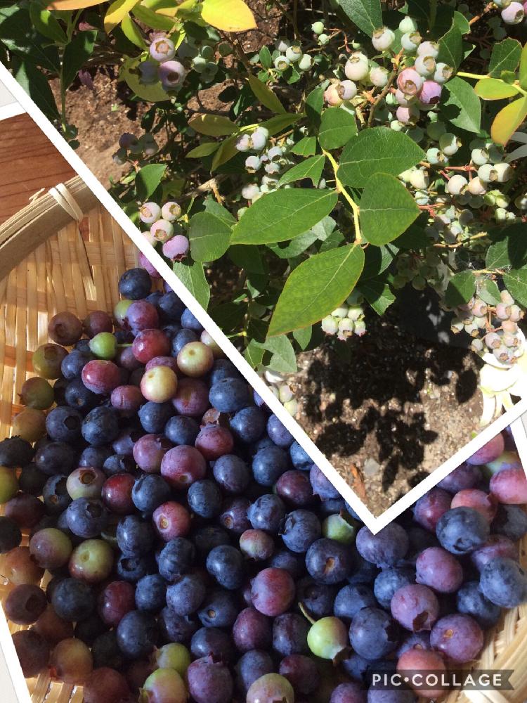 ブルーベリーの投稿画像 By クロバーさん 家庭菜園奮闘日記 18月6月9日 Greensnap グリーンスナップ