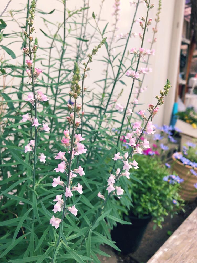 宿根リナリアの投稿画像 By Shigeさん ブルーデージーと花のある暮らしと鉢植えとピンクとブルーデージー 18月6月9日 Greensnap グリーンスナップ