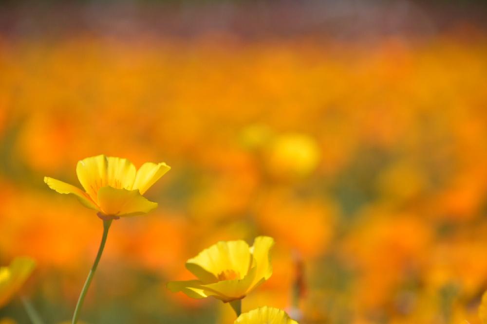 ポピーの投稿画像 By まいさん オレンジの花とポピーハッピースクエア 18月6月9日 Greensnap グリーンスナップ