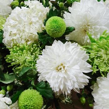 いつまでもお幸せにの投稿画像一覧 Greensnap グリーンスナップ いつまでもお幸せにの投稿画像一覧 Greensnap グリーンスナップ
