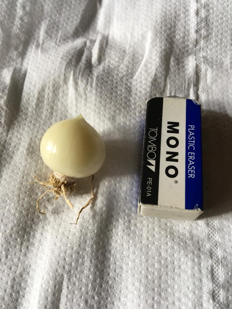 一粒にんにくではないの投稿画像 By ちくわさん ニンニクと食べる楽しみとおつまみ用と家庭菜園奮闘日記 18月6月9日 Greensnap グリーンスナップ