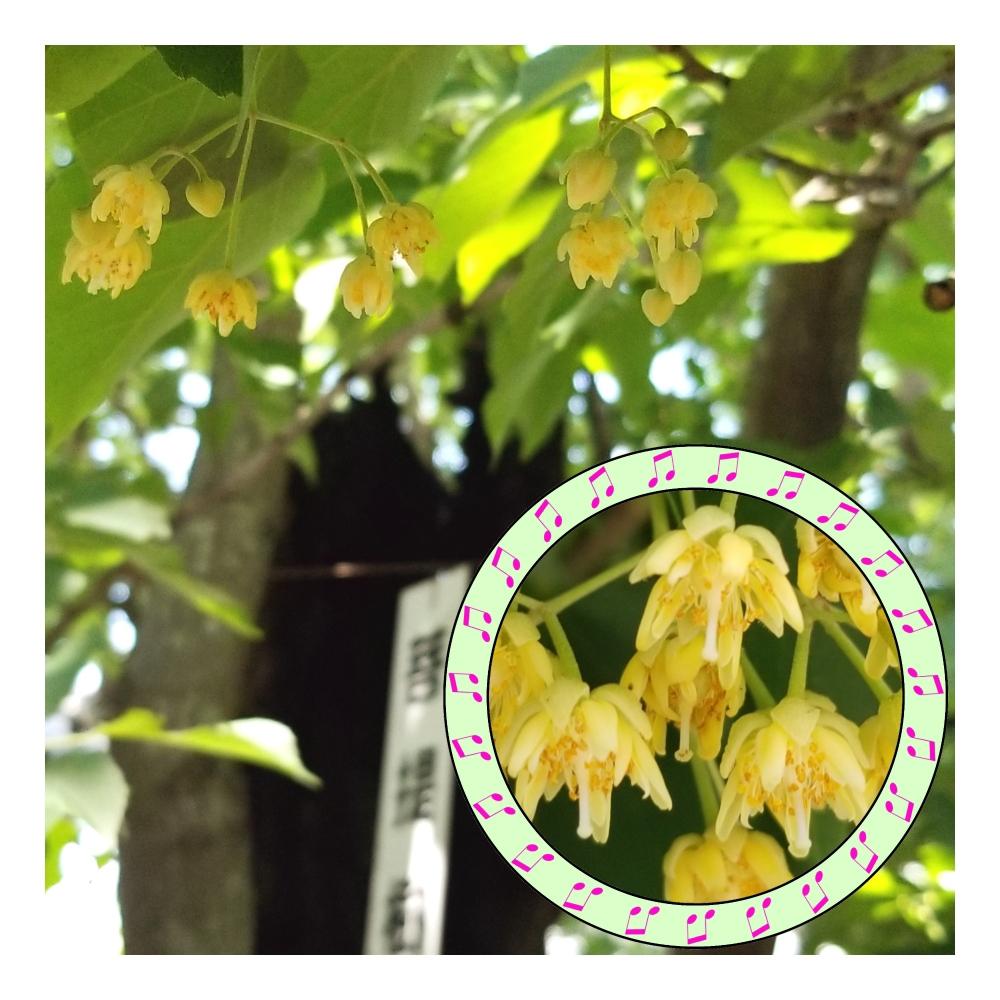 菩提樹の花の投稿画像 By 彰さん 姫路市と6月上旬 18月6月9日 Greensnap グリーンスナップ