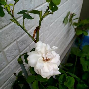 フラウカールドルシュキの投稿画像一覧 Greensnap グリーンスナップ