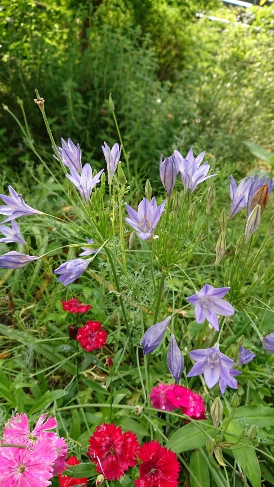 トリテレイア ブローディア の投稿画像 By みっくさん 紫の花 18月6月9日 Greensnap グリーンスナップ