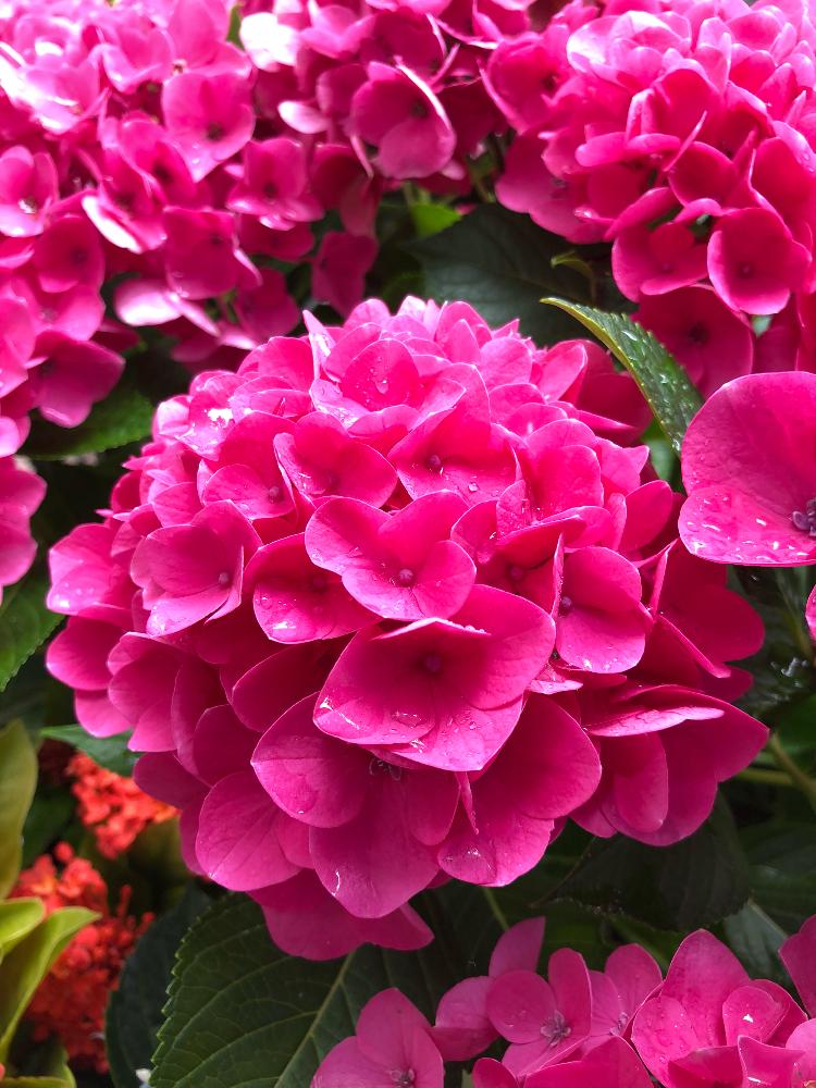 紫陽花の投稿画像 By Diamond0710さん アジサイと最高と雨に輝くとピンク ピンク ピンク とピンクの花と色鮮やか とステキ ときれい と素晴らしい花と紫陽花 アジサイ あじさいと綺麗ととしまえん紫陽花園とアジサイ 紫陽花と可愛いと花のある暮らしと大きいと素敵