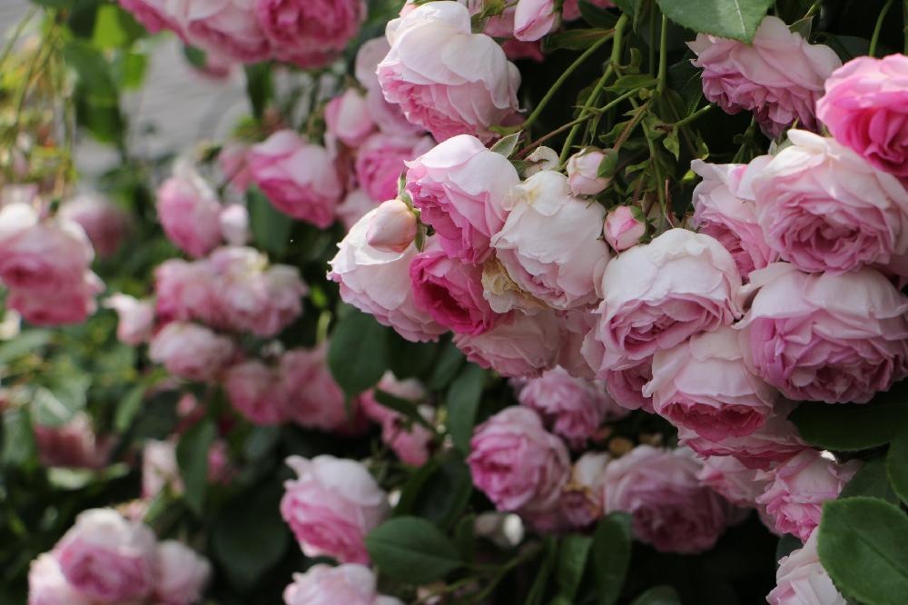 ジャスミーナの投稿画像 By バンビーナさん つるバラとカインズバラコンテストと今日のお花と近所の庭とガーデニングと花のある暮らしとバラ ミニバラ 18月6月10日 Greensnap グリーンスナップ