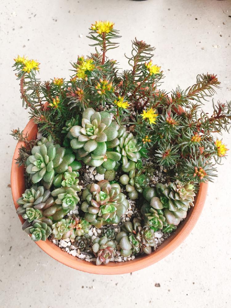 マツバマンネングサの投稿画像 By すえんつさん 多肉植物と多肉大好きと嬉しいとgs映えとgs日和と可愛い多肉ちゃん と多肉女子とかわいいな と多肉初心者 18月6月10日 Greensnap グリーンスナップ