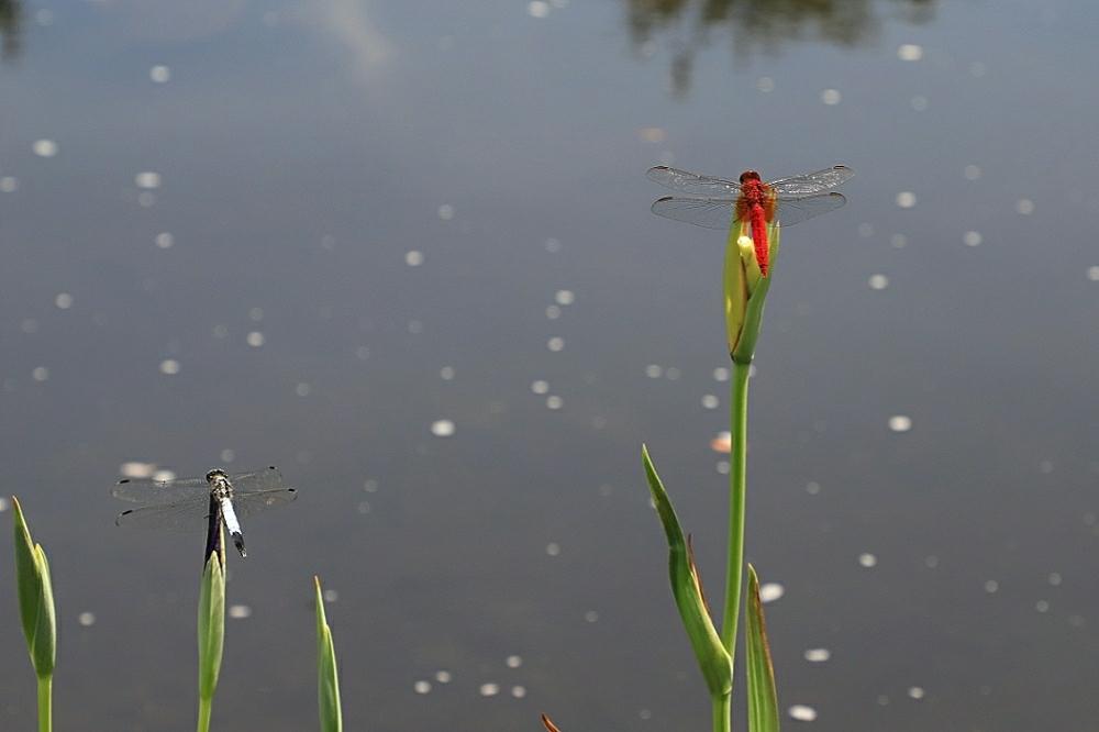 水辺の風景の投稿画像 By Takosyaさん ファインダー越しの私の世界とお写んぽとgs日和と花初心者と神奈川県の風景 と小田原フラワーガーデンと青空の下とトンボと神奈川の風景 18月6月10日 Greensnap グリーンスナップ