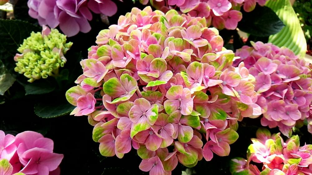 ハイドランジア マジカルシリーズの投稿画像 By 96さん 紫陽花 ハイドランジア マジカルコーラルとグラデーションと満開と紫陽花 アジサイ あじさいと横浜イングリッシュガーデンとアジサイ 紫陽花とかわいいな と あじさい18 コンテスト 18月6月10日