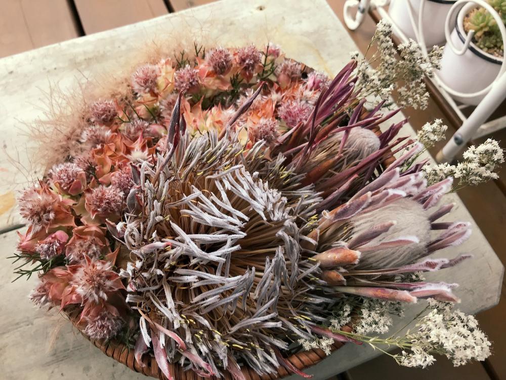 プロテアの投稿画像 By Littlegardenさん プロテアリトルプリンスとドライフラワーと今日の一枚とプロテアプリンセスとネイティブプランツとスモークツリー とプロテア カーニバルとドライフラワーアレンジと花のある暮らしとオージープランツとネイティブフラワーと