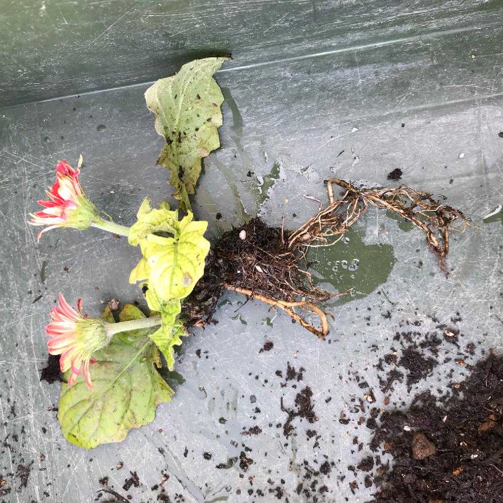 はじめてのガーベラ救出 Greensnap グリーンスナップ