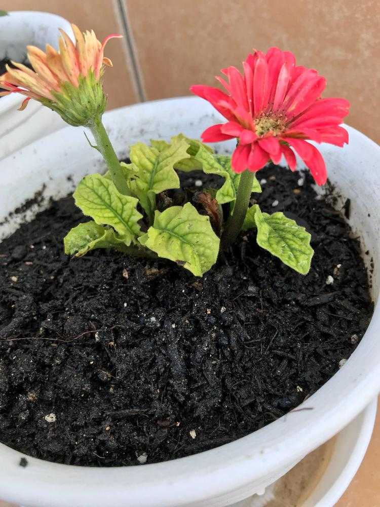 はじめてのガーベラ救出 Greensnap グリーンスナップ