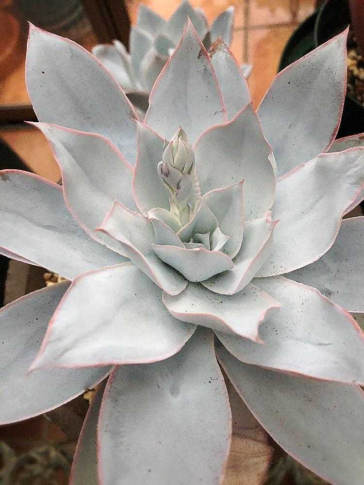 Echeveria cante｜🍀GreenSnap（グリーンスナップ）