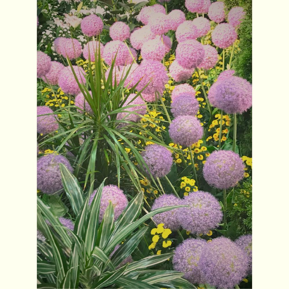 その他大勢の投稿画像 By Masa Kさん アリウムギガンチュームとアリウムとalliumと旭川と花フェスタ旭川と花フェスタ18とgs映えと 花フェスタと北海道と紫の花とiphone撮影 18月6月10日 Greensnap グリーンスナップ