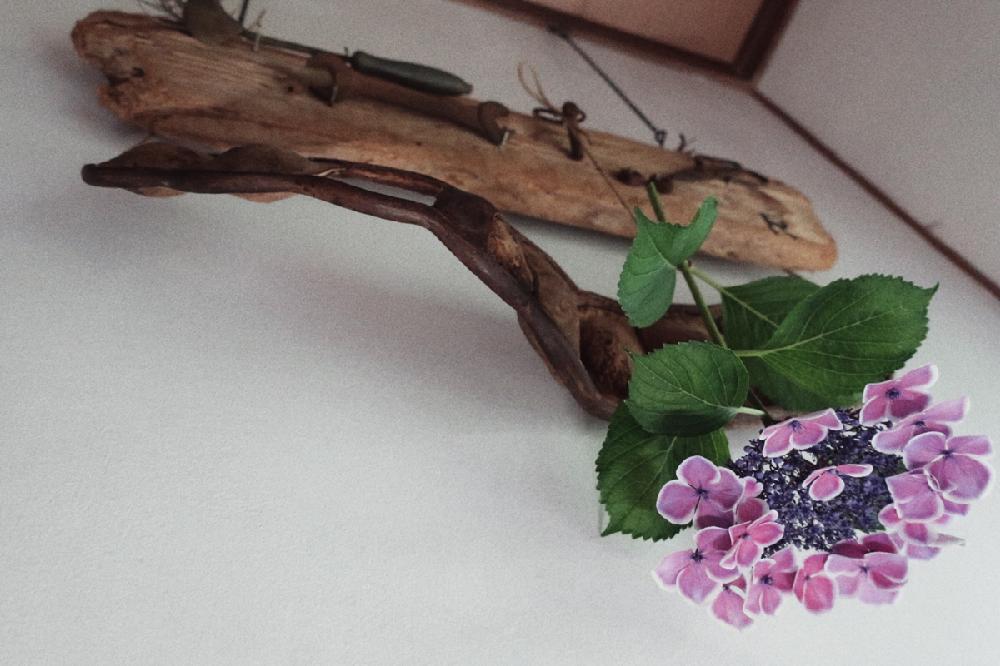 紫陽花の季節 ガクアジサイって不思議 Greensnap グリーンスナップ