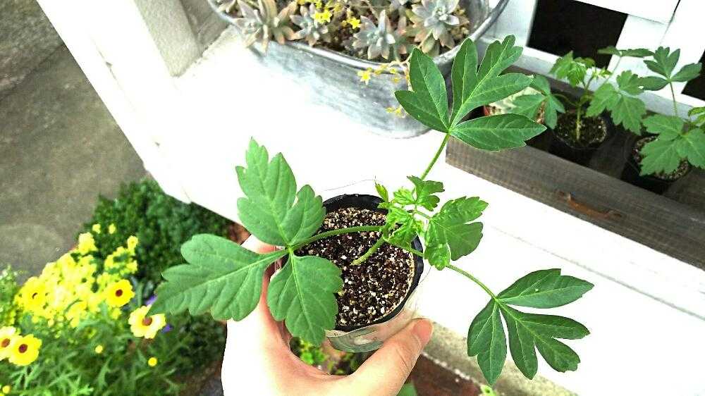 フウセンカズラの観察日記 18 5 23 6 10 Greensnap グリーンスナップ