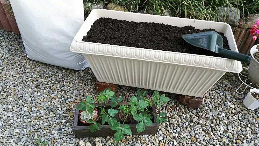 フウセンカズラの観察日記 18 5 23 6 10 Greensnap グリーンスナップ