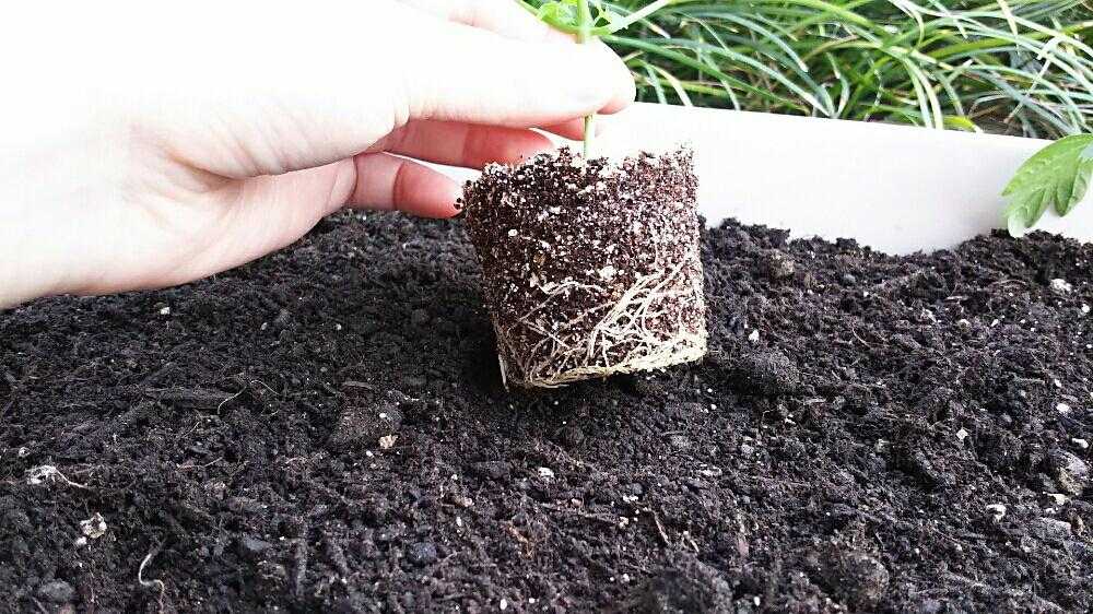 フウセンカズラの観察日記 18 5 23 6 10 Greensnap グリーンスナップ