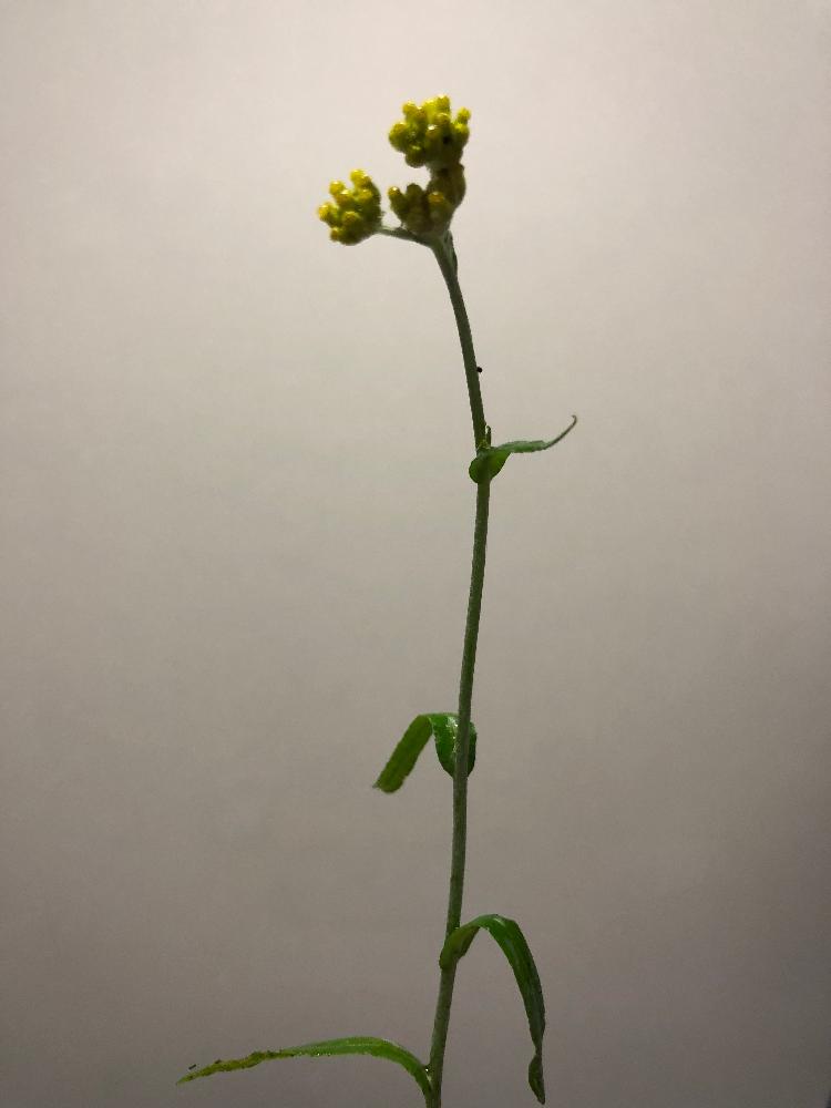 リルパンプさんの投稿画像 18月6月10日 Greensnap グリーンスナップ