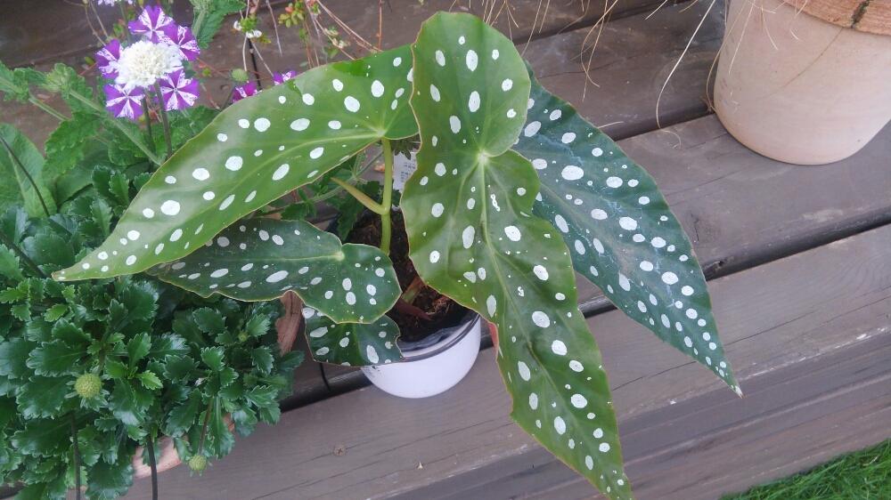 木立ベゴニア流れ星の投稿画像 By Miyabinさん 木立ベゴニアと寒冷地と狩りの報告 18月6月11日 Greensnap グリーンスナップ