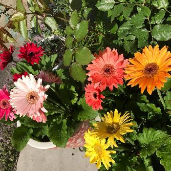 東北でもガーベラ冬越しの投稿画像一覧 Greensnap グリーンスナップ