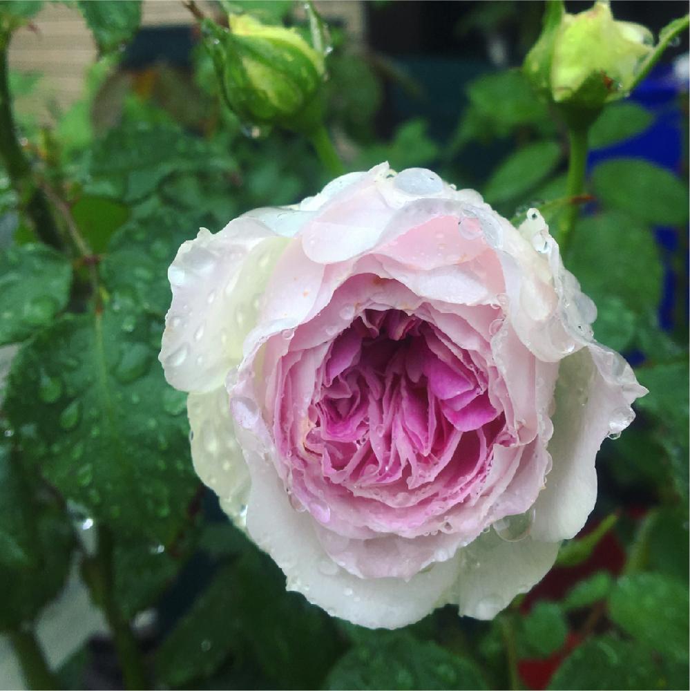 すべての美しい花の画像 無料ダウンロードブルー ムーン 薔薇 花 言葉