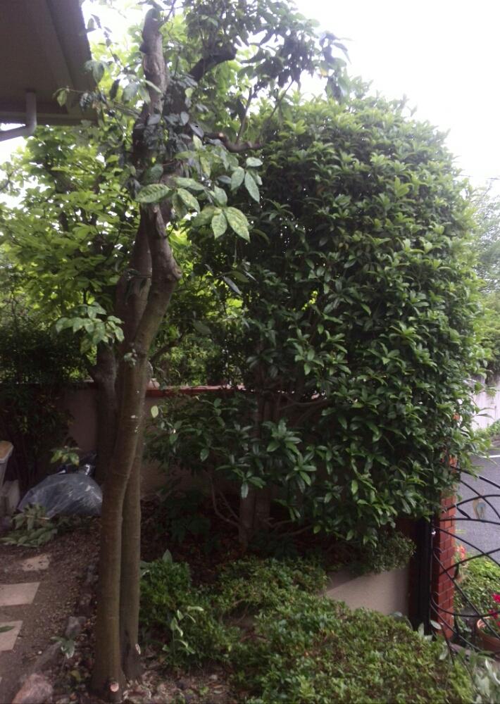 アラカシの投稿画像 By あすかルビーさん キンモクセイの木と強剪定と庭仕事日和 18月6月11日 Greensnap グリーンスナップ