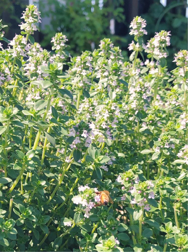 レモンタイムの投稿画像 By Nonchanさん 小さな庭と簡単に育つと香りのある花と葉っぱが香ると花壇の花と花のある暮らしと白い花と簡単に育つと香りの ある花と葉っぱが香ると花壇の花と花のある暮らしと白い花 18月6月11日 Greensnap グリーンスナップ