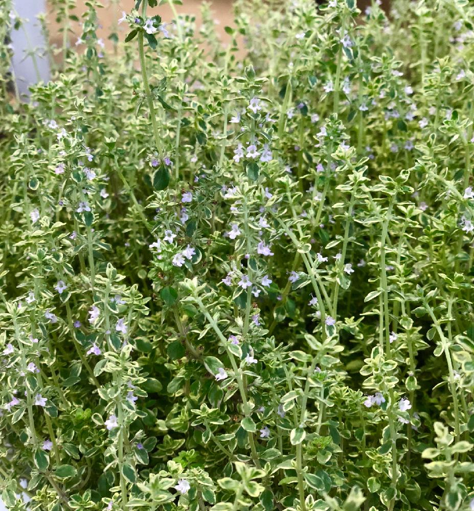 レモンタイム シルバークイーンの投稿画像 By グリーンプラザ多気園芸さん 寄せ植えと多気園芸と花苗とハーブといい香りとガーデニングと花 のある暮らしと斑入り と寄せ植えと多気園芸と花苗とハーブといい香りとガーデニングと花のある暮らしと斑入り 18月6月11日
