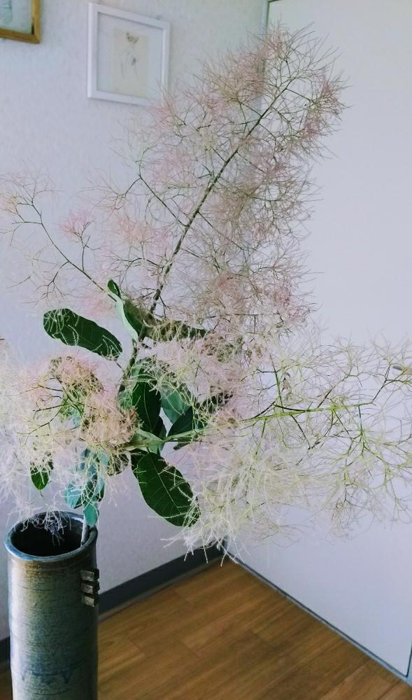 スモークツリーの投稿画像 By えりっぺさん ドライフラワー 18月6月11日 Greensnap グリーンスナップ