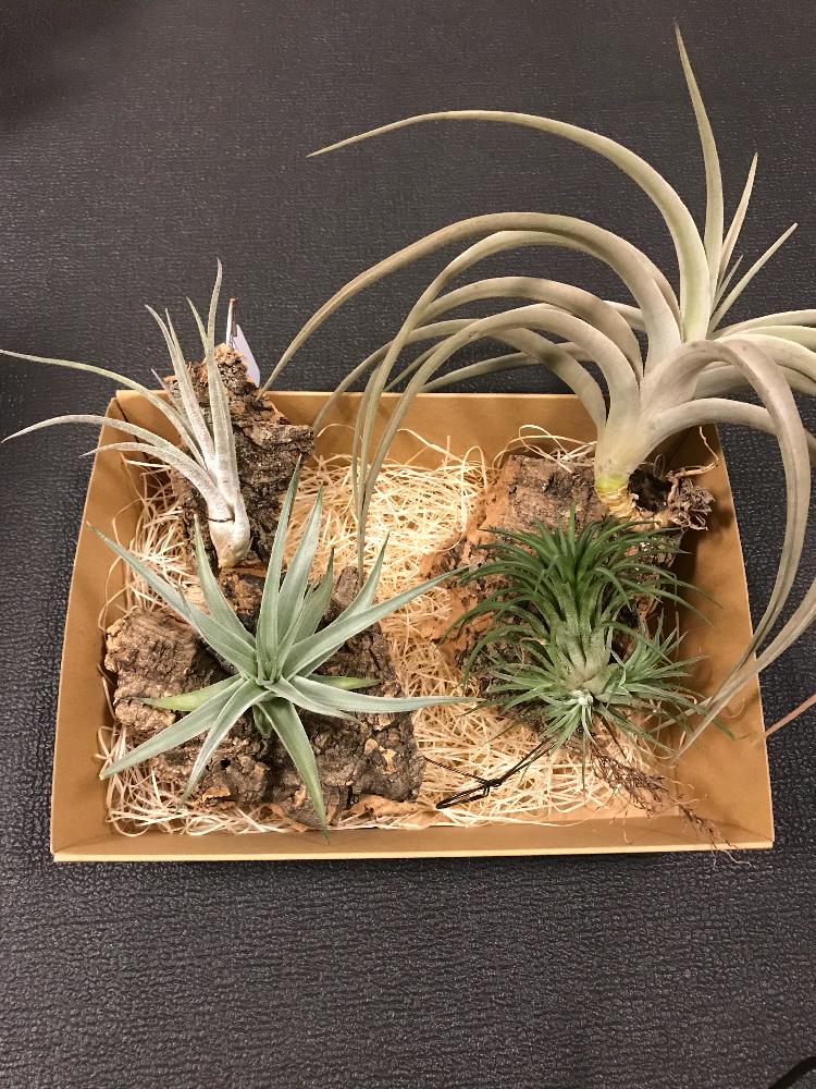 Tillandsia ティランジア エアプランツ aff ロッテアエ | bergosafety