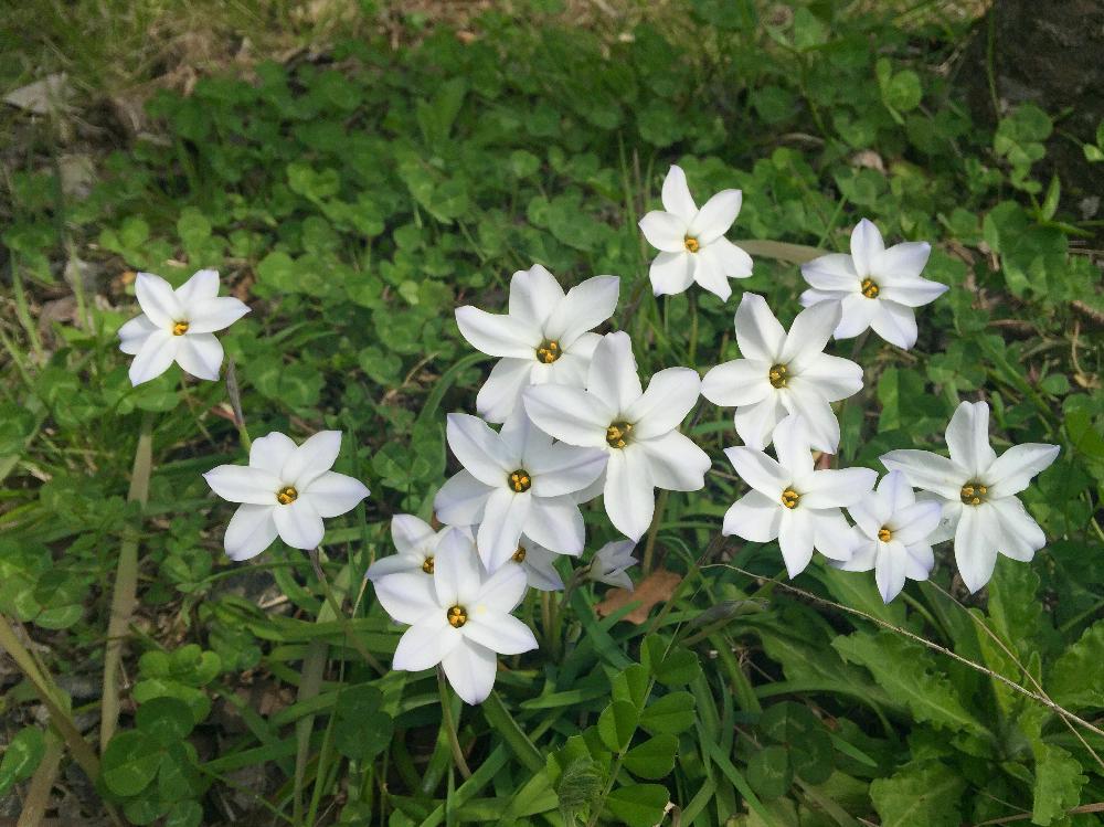 ハナニラ イフェイオンの投稿画像 By Anneさん 春の草花と白い花 18月6月11日 Greensnap グリーンスナップ