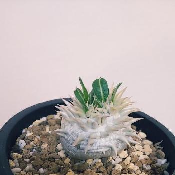 クリーム恵比寿の画像 by NEILさん | 部屋と塊根植物とコーデックスとパキポディウム属とクリーム恵比寿