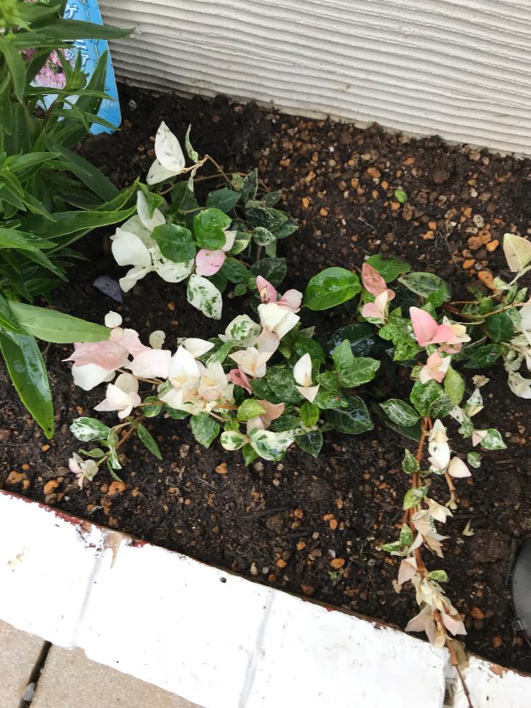 ハツユキカズラの投稿画像 By もんちっちさん 花のある暮らしとポスト下の花壇 18月6月12日 Greensnap グリーンスナップ