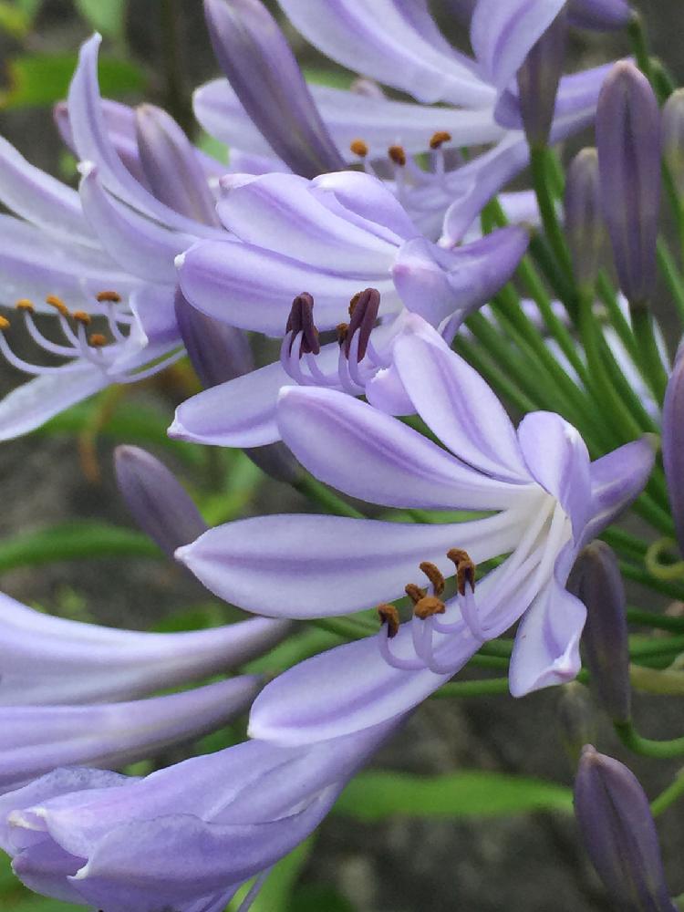 アガパンサスの投稿画像 By もす子さん 放置で咲く子達と放置栽培と植中毒とガーデニングと花のある暮らし 18月6月12日 Greensnap グリーンスナップ
