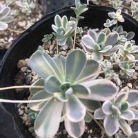 子持ち蓮華,子持ち蓮華錦,多肉植物,オロスタキス属,サンキュー多肉の画像