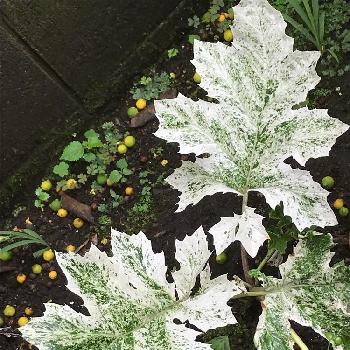 アカンサスホワイトウォーターの画像 by まぁ！さん | 小さな庭とアカンサスホワイトウォーターとアカンサスと今日のお花と白色植物コンテスト2019